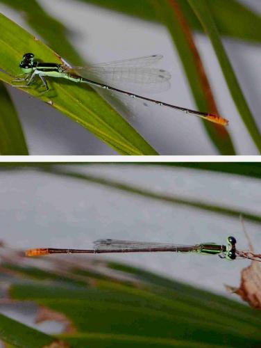 Agriocnemis pygmaea